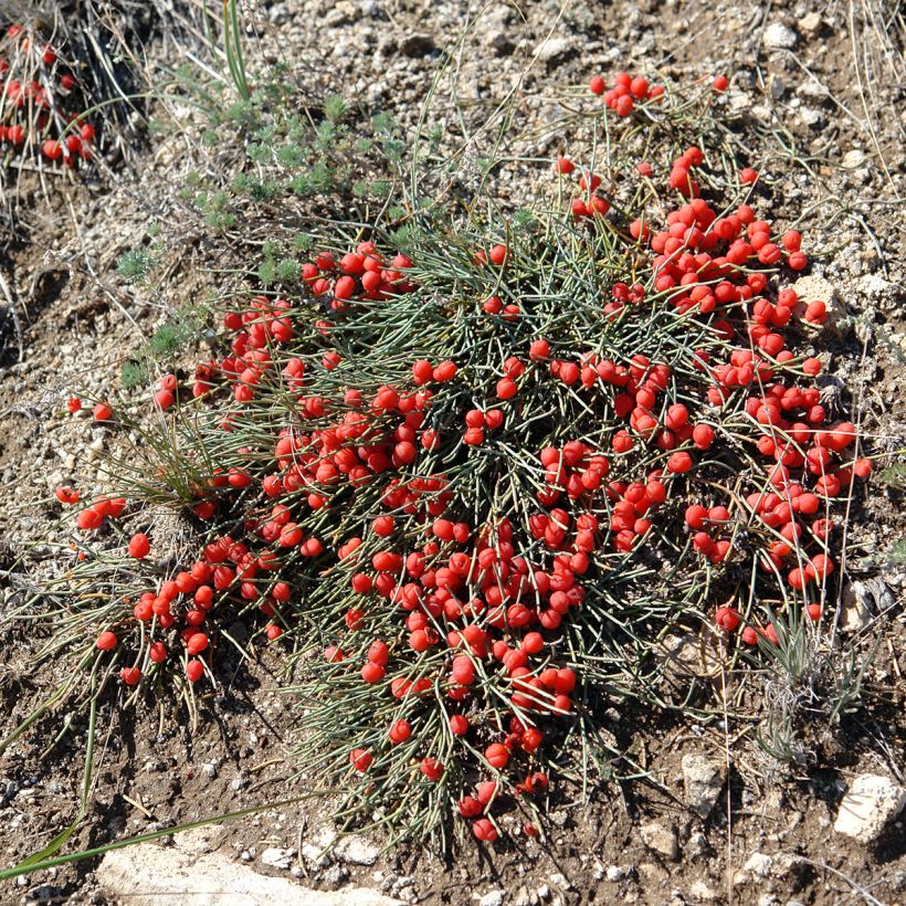 Ephedra minima - Meerträubel (Plant habit)