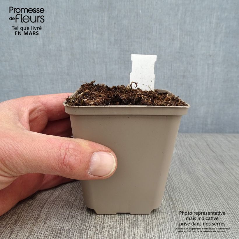 Exemplar von Tradescantia andersoniana Perrine's Pink - Dreimasterblume Kleine Töpfe von 8/9 cm wie im Winter geliefert