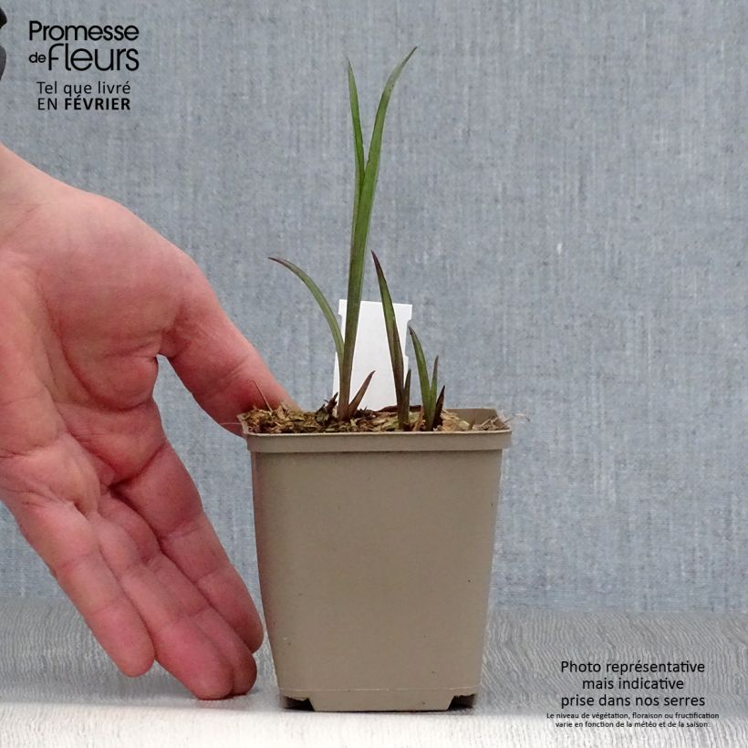 Exemplar von Tradescantia andersoniana Bilberry Ice - Dreimasterblume Kleine Töpfe von 8/9 cm wie im Winter geliefert