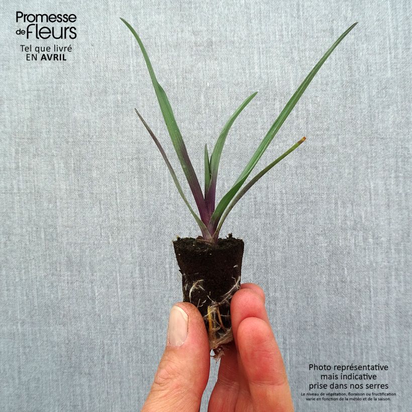 Example of Tradescantia andersoniana JS Brainstorm - Dreimasterblume Mini-Plug Ø 1,5/2,5 cm as you get in printemps