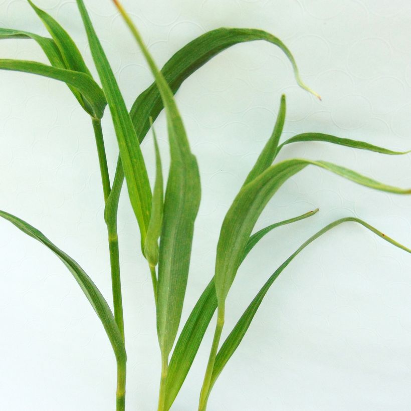 Tradescantia andersoniana JC Weguelin - Dreimasterblume (Foliage)