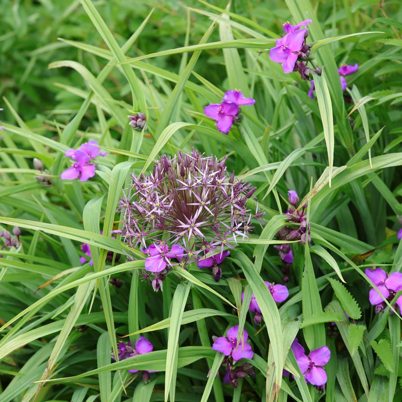 Tradescantia andersoniana Karminglut - Dreimasterblume (Plant habit)