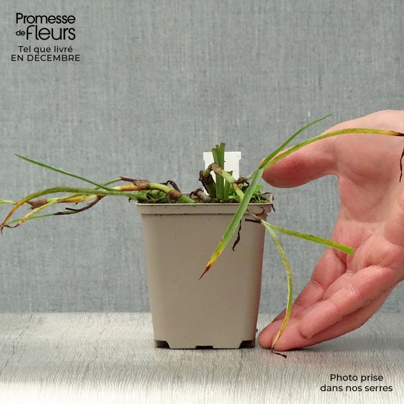 Exemplar von Tradescantia andersoniana Little Doll - Dreimasterblume Kleine Töpfe von 8/9 cm wie im Winter geliefert