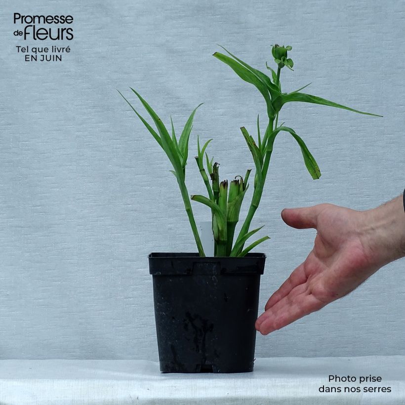 Exemplar von Tradescantia andersoniana Osprey - Dreimasterblume Topf mit 2L/3L wie im Sommer geliefert