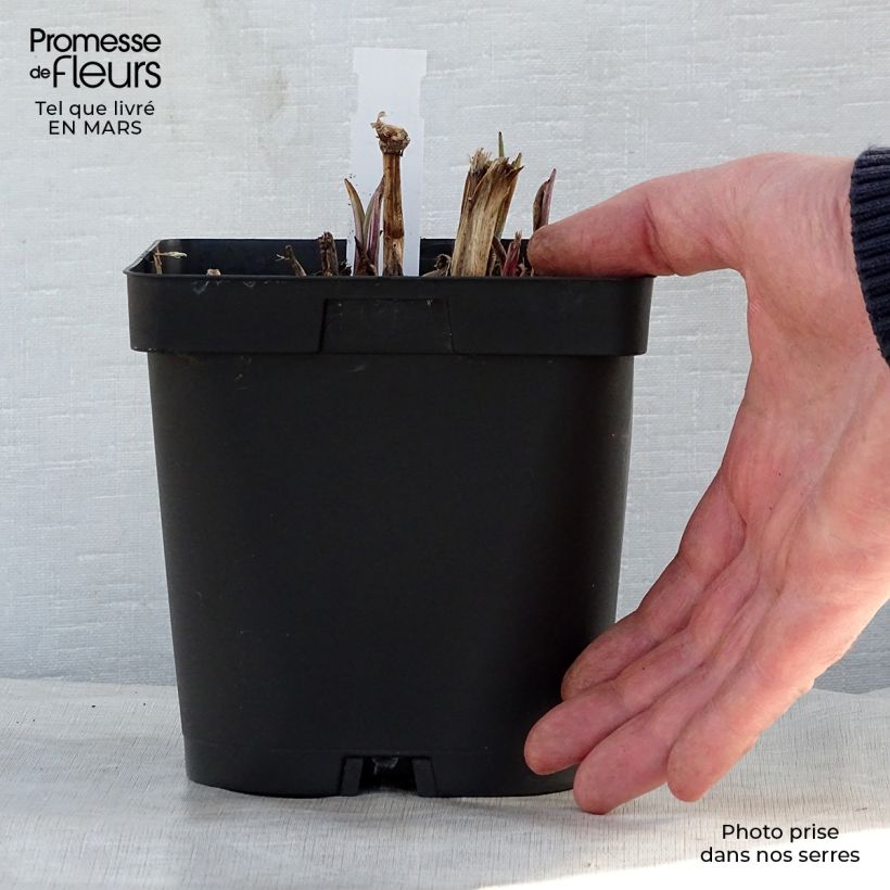 Exemplar von Tradescantia andersoniana Osprey - Dreimasterblume Topf mit 2L/3L wie im Frühjahr geliefert