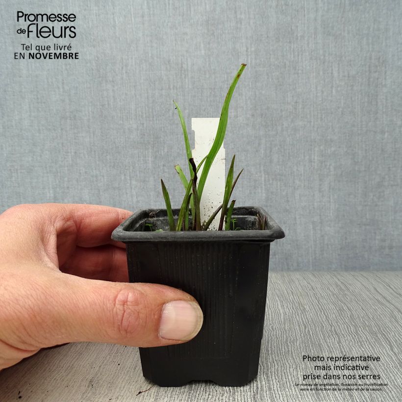 Example of Tradescantia andersoniana Sweet Kate - Dreimasterblume Kleine Töpfe von 8/9 cm as you get in automne
