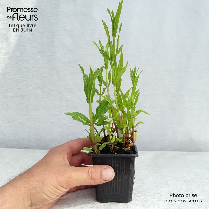 Exemplar von Sumpf-Ziest - Stachys palustris Kleine Töpfe von 8/9 cm wie im Sommer geliefert