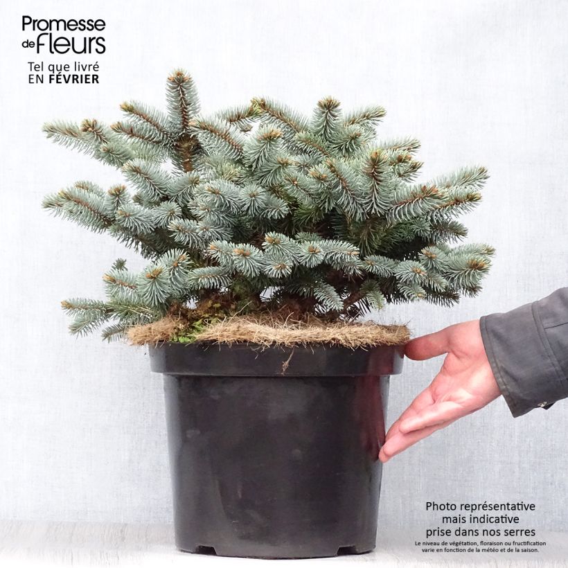 Exemplar von Picea pungens Glauca Globosa Topf mit 4L/5L wie im Winter geliefert