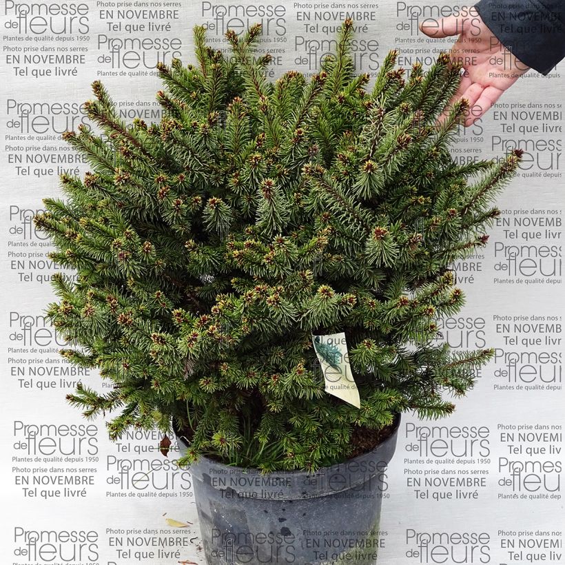 Example of Picea abies Hana Subutus Topf mit 7,5L/10L as you get
