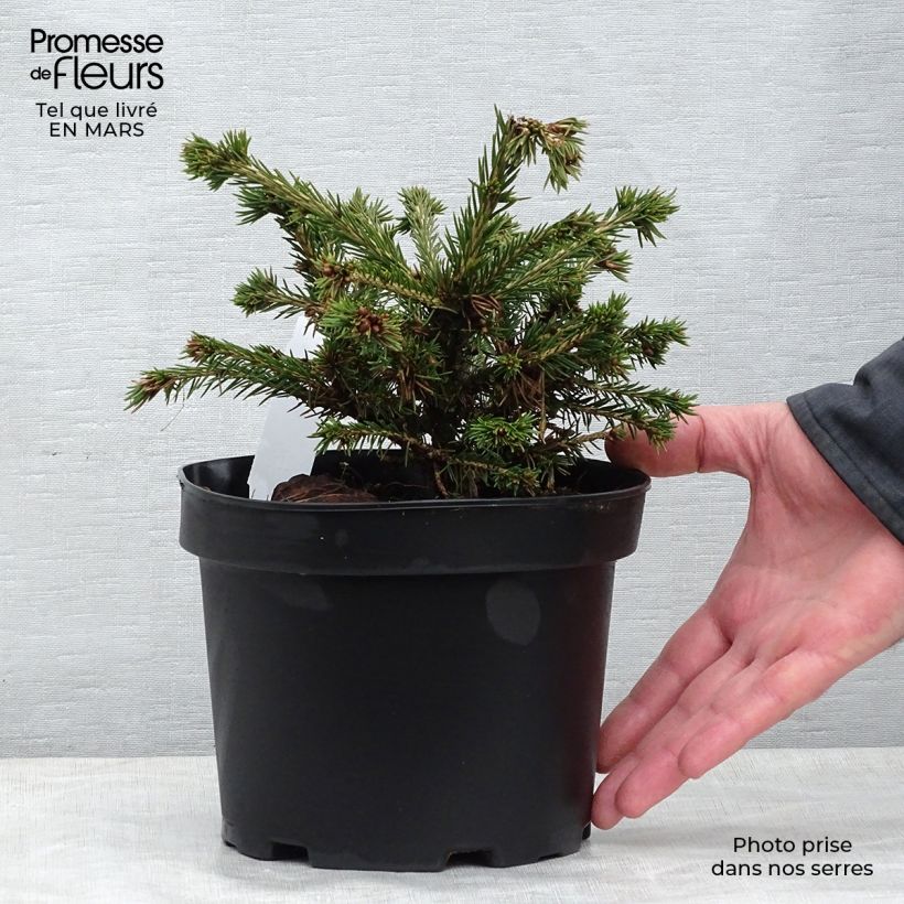 Exemplar von Picea abies Maxwellii Topf mit 2L/3L wie im Frühjahr geliefert
