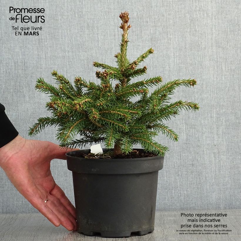 Exemplar von Picea abies Maxwellii Topf mit 2L/3L wie im Winter geliefert
