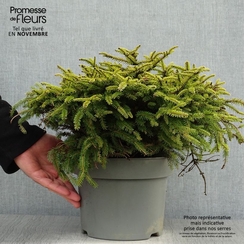 Example of Picea abies Nidiformis Topf mit 2L/3L as you get in automne