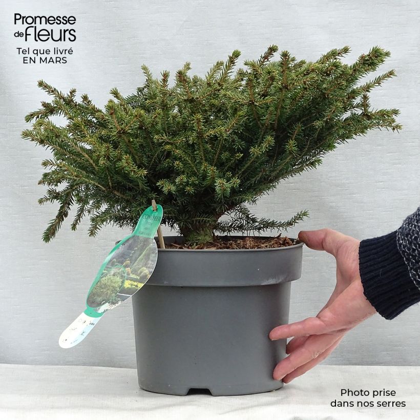 Exemplar von Picea abies Nidiformis Topf mit 2L/3L wie im Frühjahr geliefert