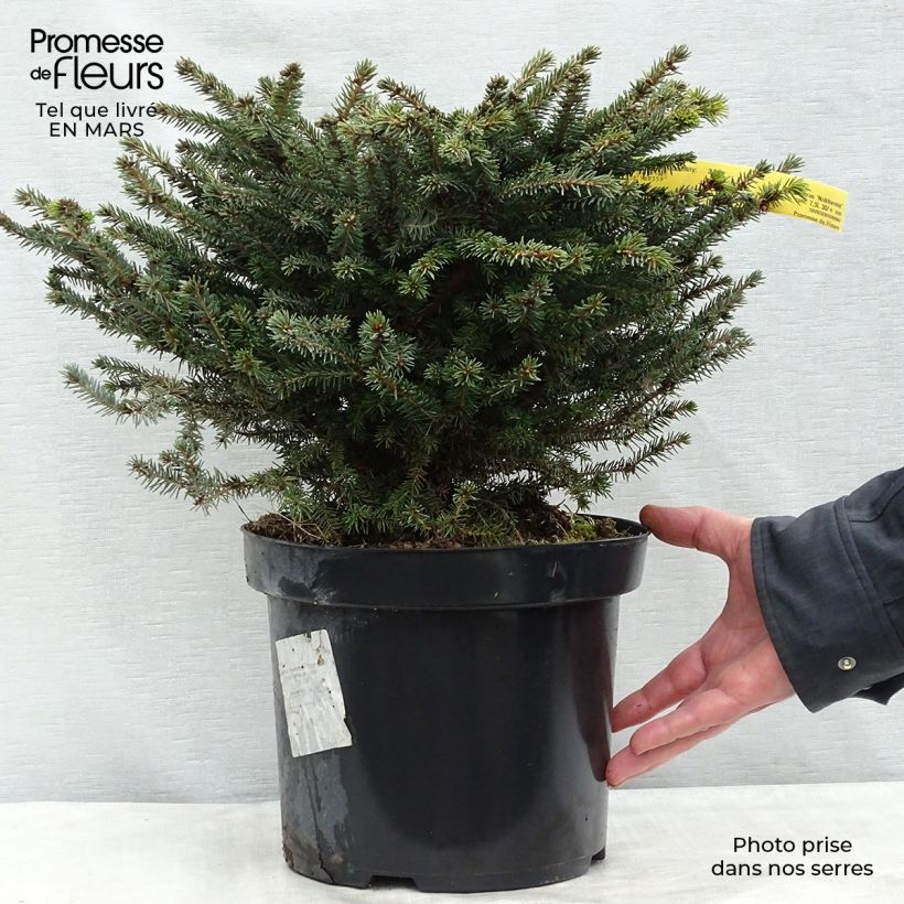 Exemplar von Picea abies Nidiformis Topf mit 7,5L/10L wie im Frühjahr geliefert