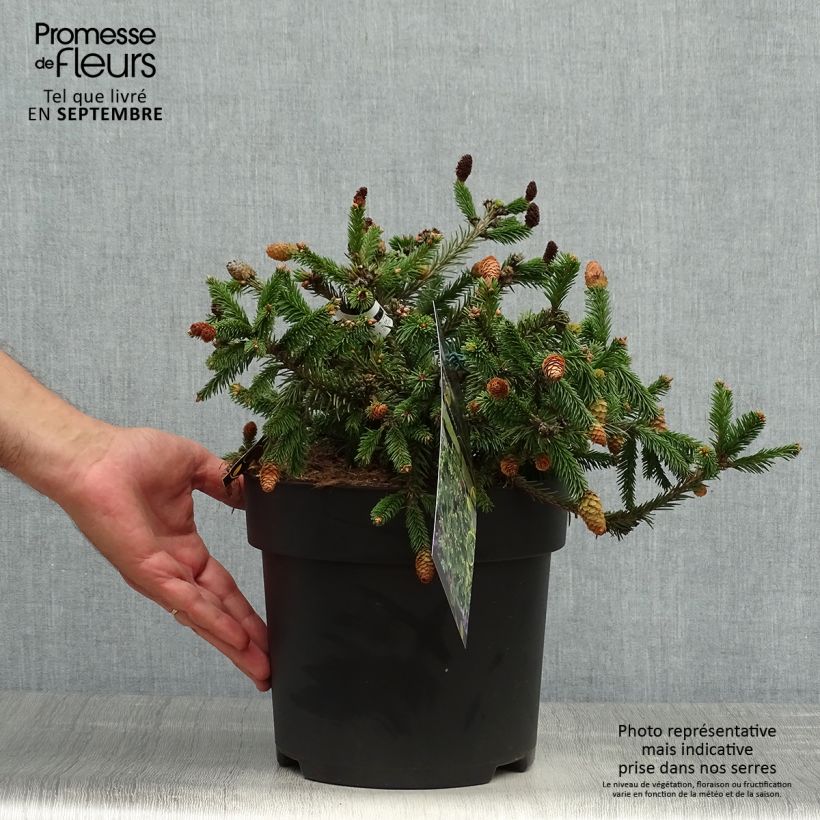 Example of Picea abies Pusch Stück as you get in automne
