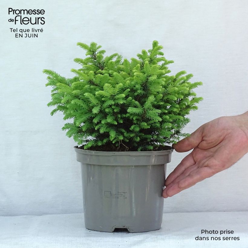 Exemplar von Picea omorika Karel Topf mit 2L/3L wie im Sommer geliefert