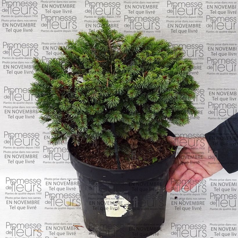 Example of Picea sitchensis Rom Topf mit 7,5L/10L as you get