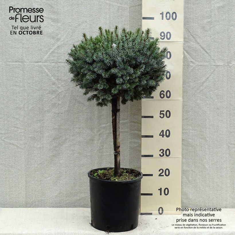 Example of Picea sitchensis Silberzwerg Topf mit 12L/15L as you get in automne