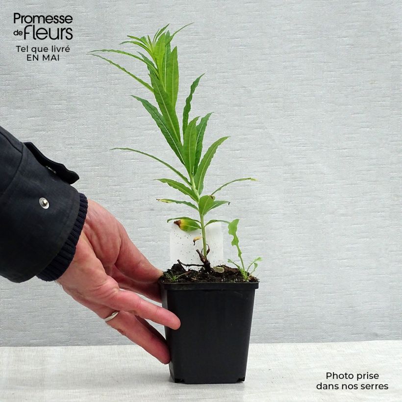 Exemplar von Epilobium angustifolium Album - Schmalblättriges Weidenröschen Kleine Töpfe von 8/9 cm wie im Frühjahr geliefert