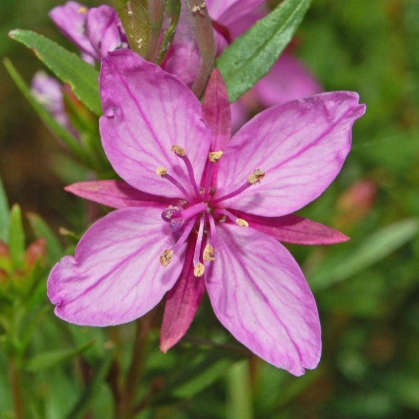 Epilobium fleischeri - Kies-Weidenröschen (Flowering)