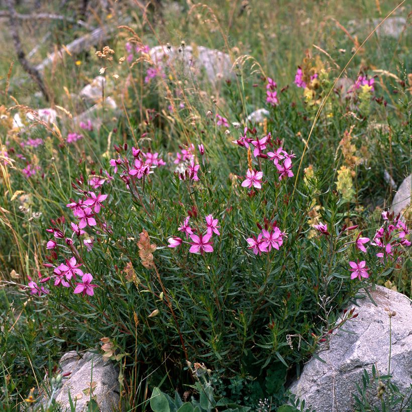Epilobium fleischeri - Kies-Weidenröschen (Plant habit)
