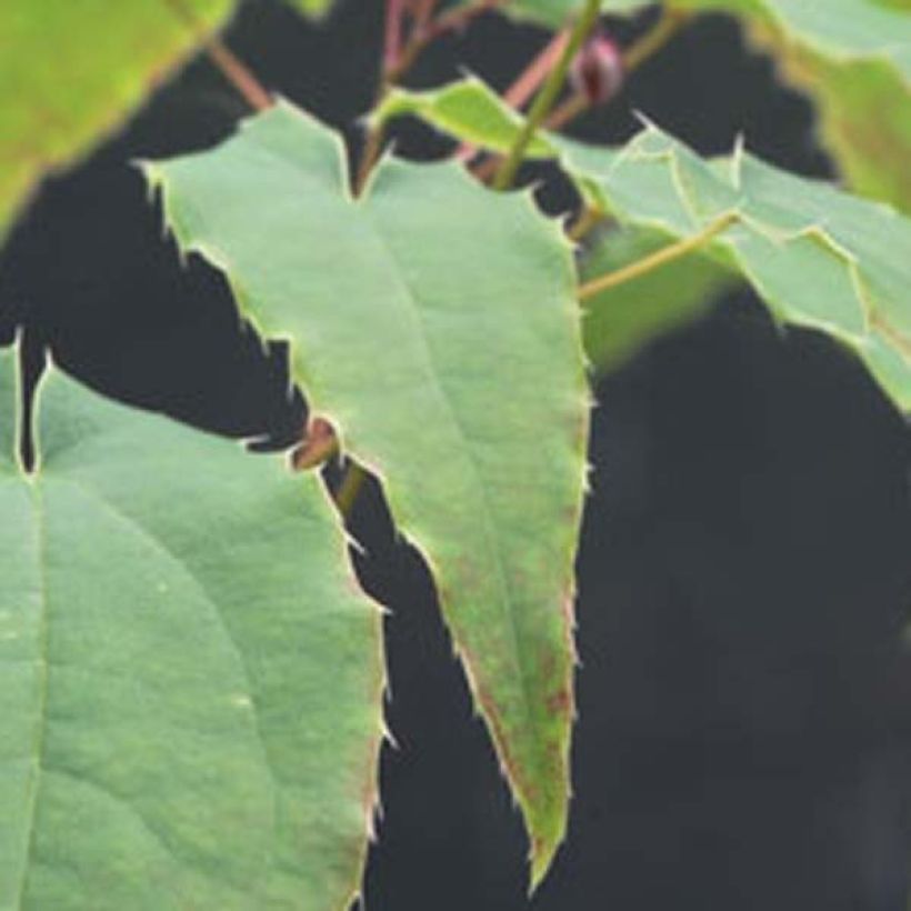 Epimedium Domino - Elfenblume (Foliage)