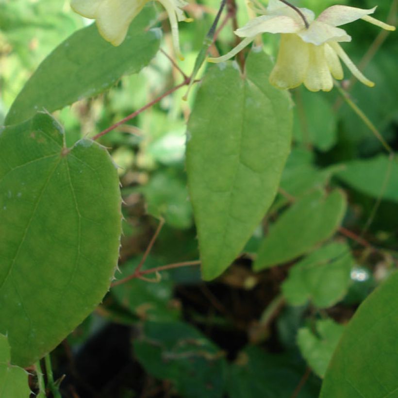 Epimedium Flower Of Sulphur - Elfenblume (Foliage)