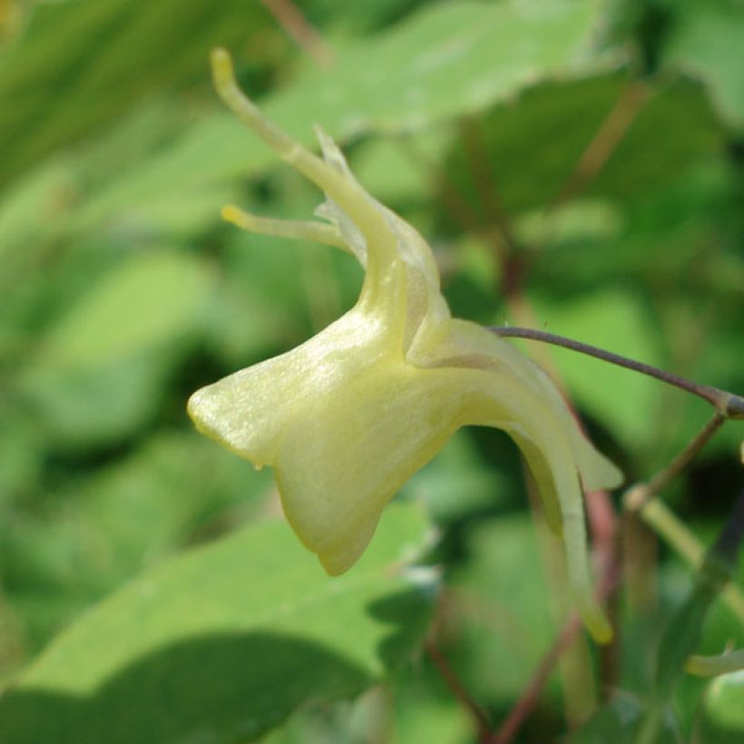 Epimedium Flower Of Sulphur - Elfenblume (Flowering)