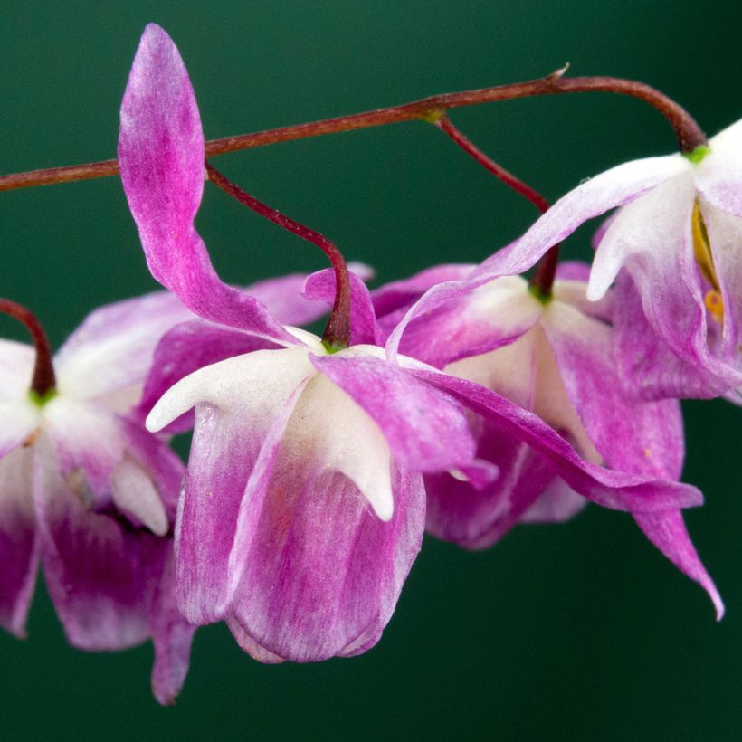 Epimedium Pumosum Roseum - Elfenblume (Flowering)