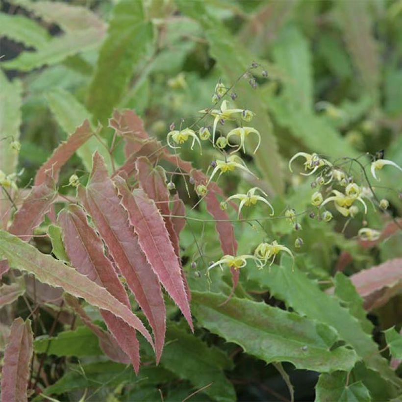 Epimedium Sphinx Twinkler - Elfenblume (Foliage)