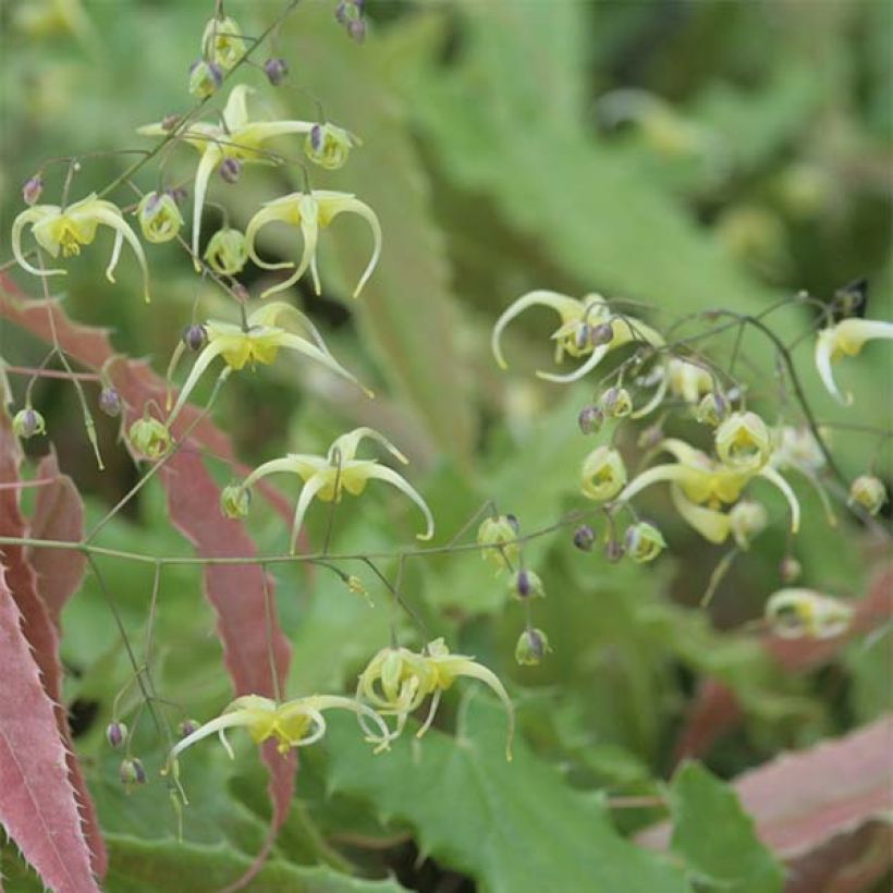 Epimedium Sphinx Twinkler - Elfenblume (Flowering)