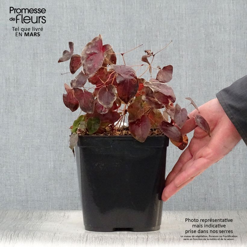 Example of Epimedium acuminatum - Elfenblume Topf mit 2L/3L as you get in printemps