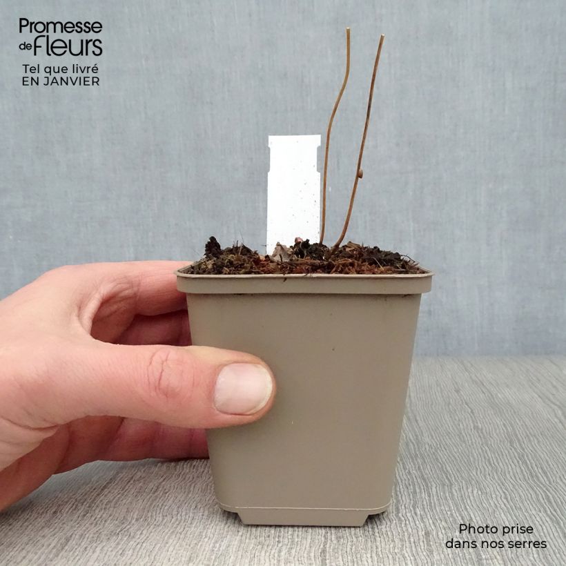 Exemplar von Epimedium alpinum - Alpen-Sockenblume Kleine Töpfe von 8/9 cm wie im Winter geliefert