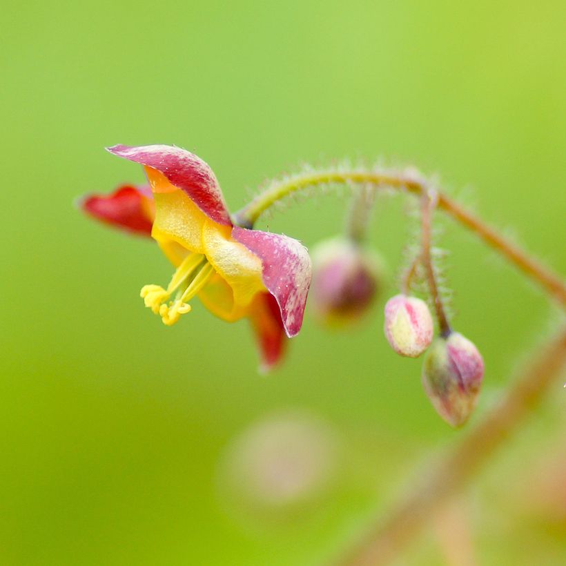 Epimedium alpinum - Alpen-Sockenblume (Flowering)