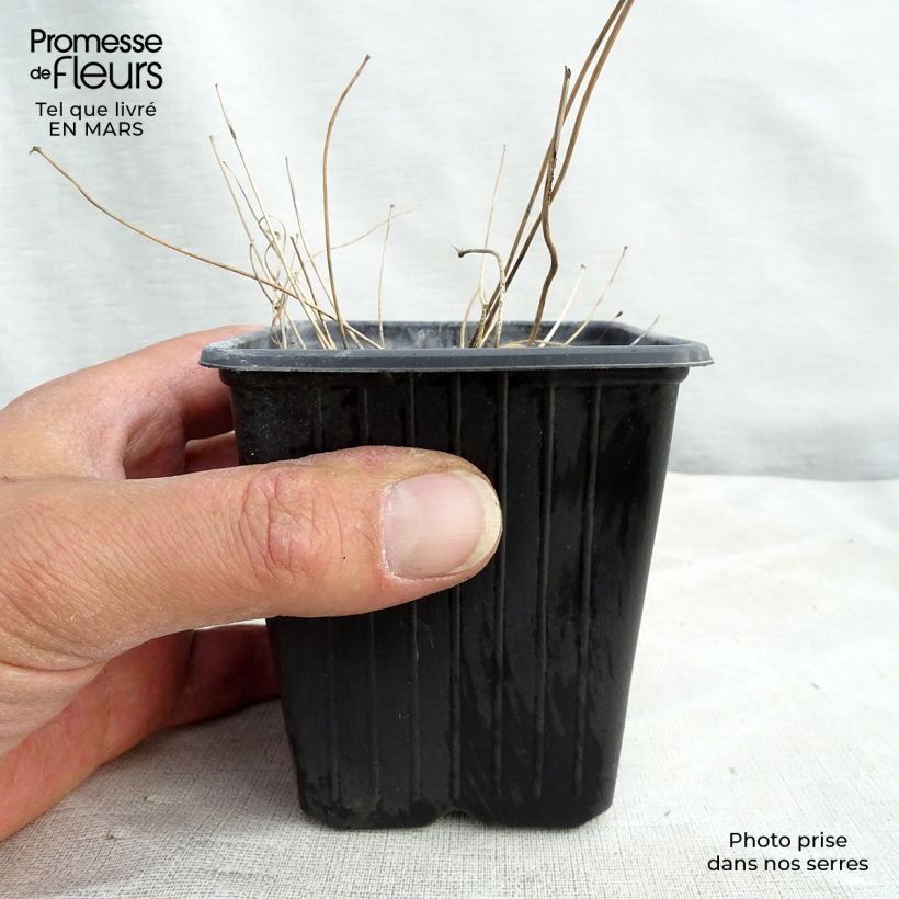 Exemplar von Epimedium Asiatic hybrids - Elfenblume Kleine Töpfe von 8/9 cm wie im Frühjahr geliefert