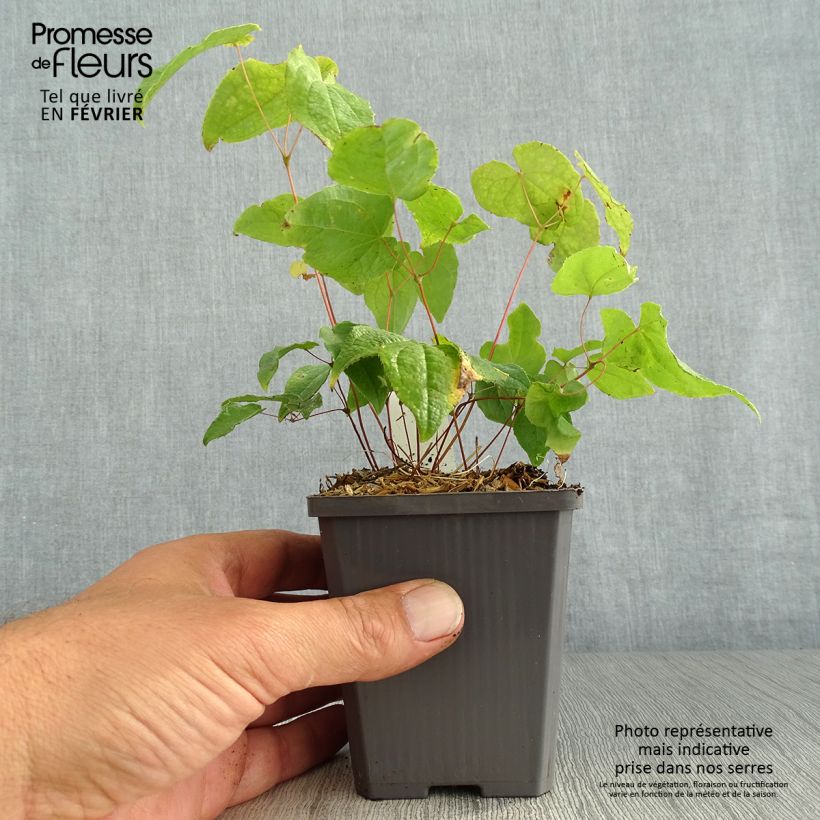 Example of Epimedium Asiatic hybrids - Elfenblume Kleine Töpfe von 8/9 cm as you get in automne