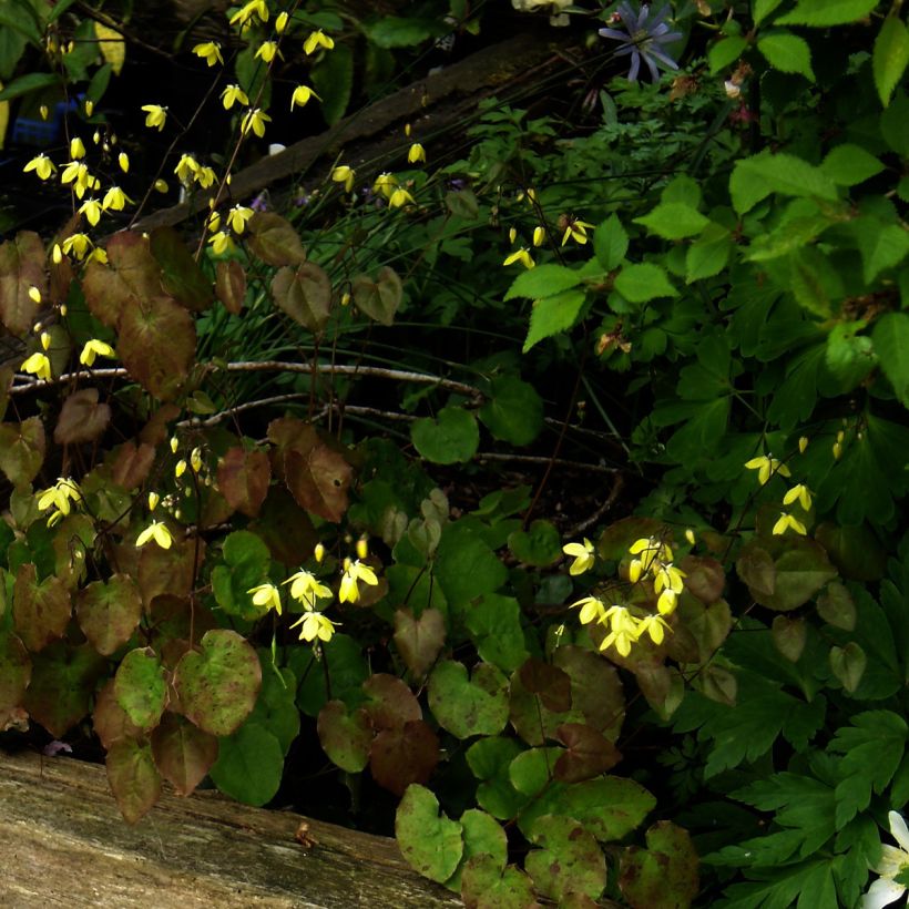 Epimedium campanulatum - Elfenblume (Plant habit)