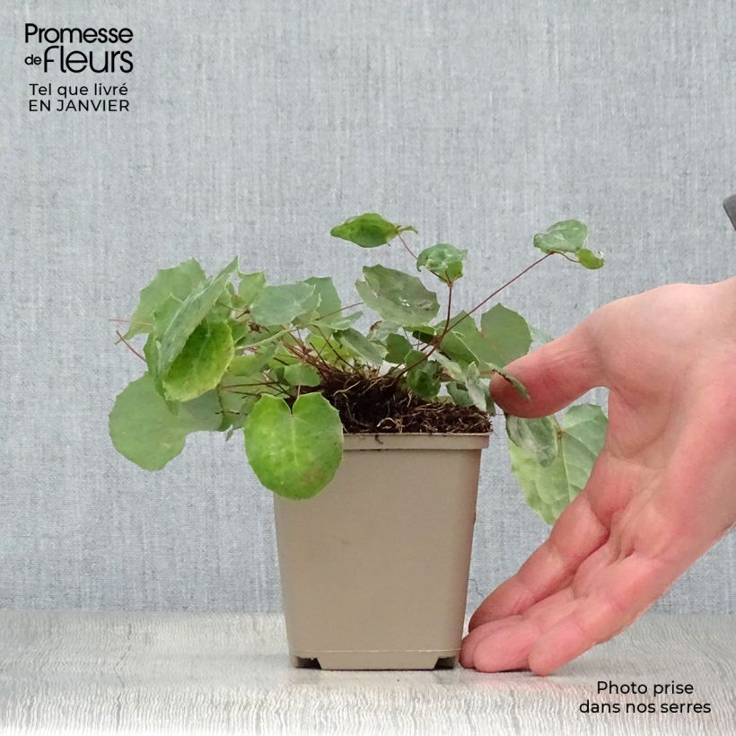 Exemplar von Epimedium davidii - Elfenblume Kleine Töpfe von 8/9 cm wie im Winter geliefert