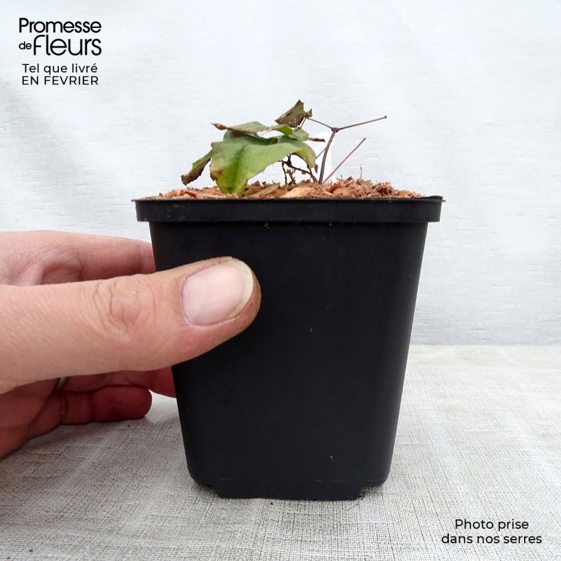 Example of Epimedium dolichostemon - Elfenblume Kleine Töpfe von 8/9 cm as you get in hiver