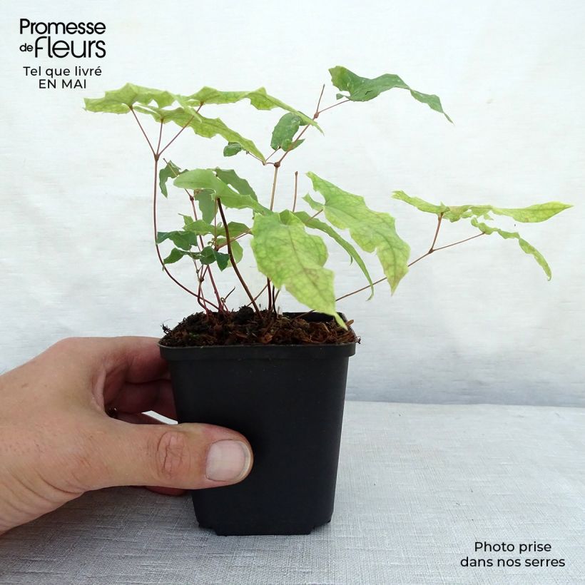 Exemplar von Epimedium dolichostemon - Elfenblume Kleine Töpfe von 8/9 cm wie im Frühjahr geliefert