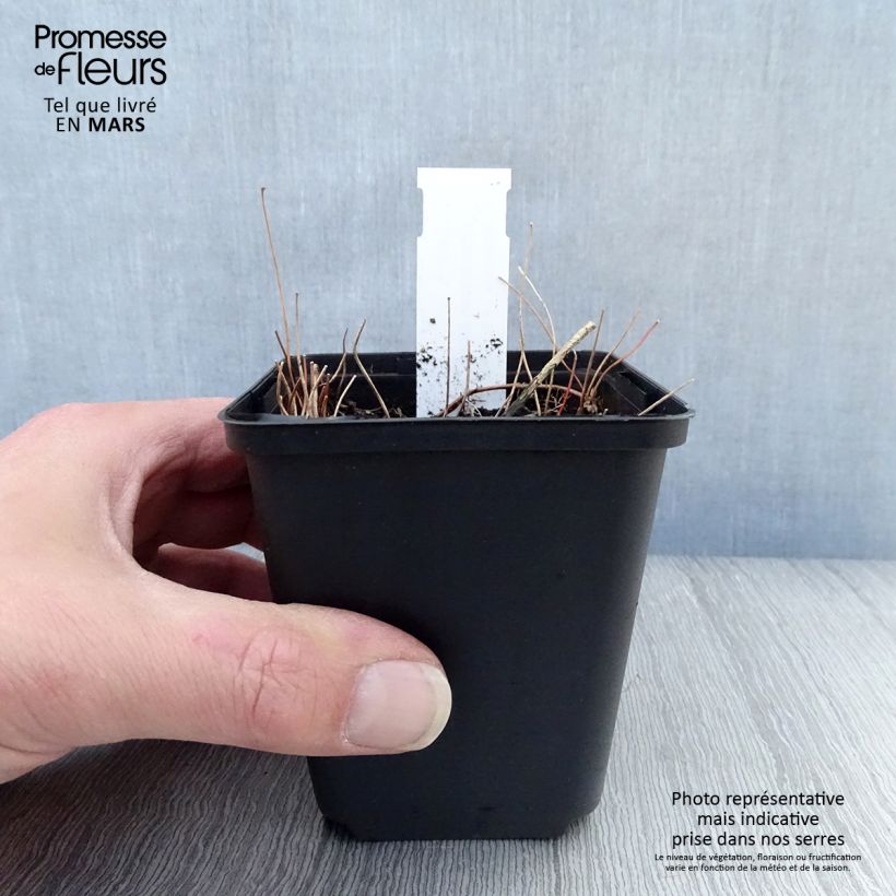 Exemplar von Epimedium elongatum - Elfenblume Kleine Töpfe von 8/9 cm wie im Frühjahr geliefert