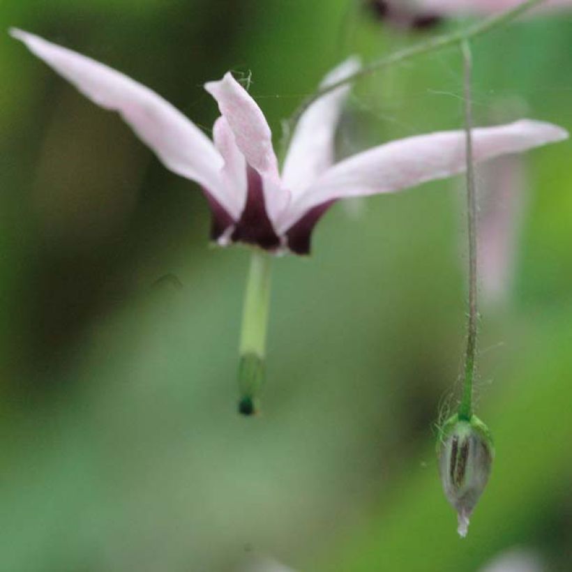 Epimedium fargesii Pink Constellation - Elfenblume (Flowering)