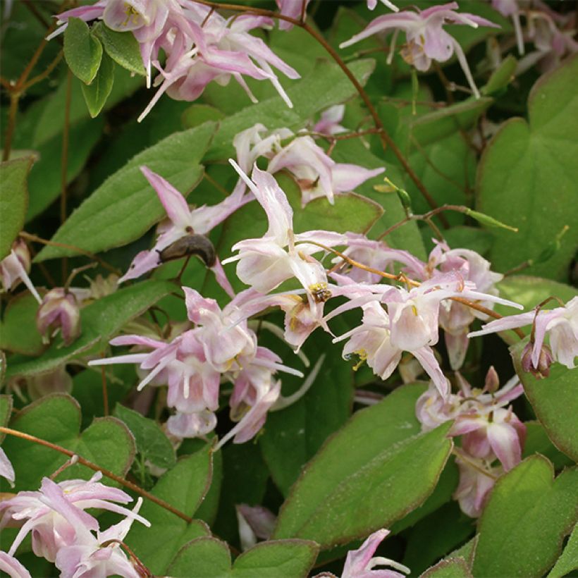Epimedium grandiflorum Akebono - Großblumige Elfenblume (Flowering)