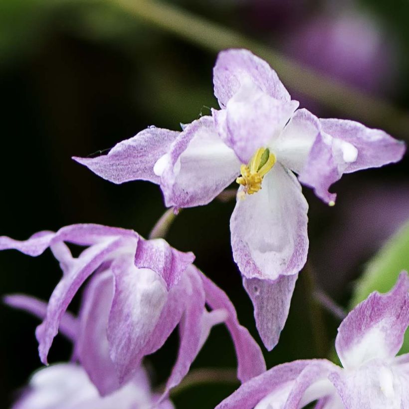 Epimedium grandiflorum Beni-kujaku - Großblumige Elfenblume (Flowering)
