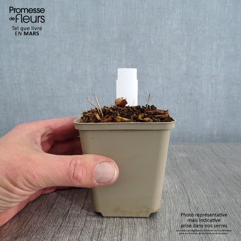 Exemplar von Epimedium grandiflorum - Großblumige Elfenblume Kleine Töpfe von 8/9 cm wie im Winter geliefert