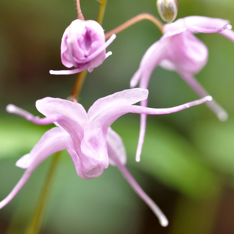 Epimedium grandiflorum - Großblumige Elfenblume (Flowering)