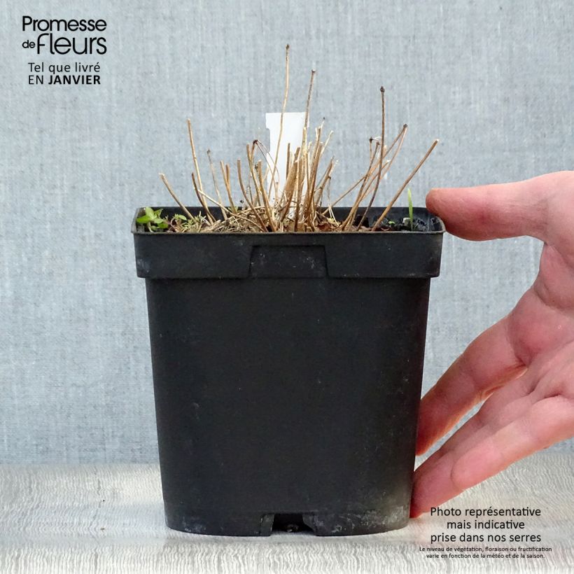 Exemplar von Epimedium grandiflorum Lilafee - Großblumige Elfenblume Topf mit 2L/3L wie im Winter geliefert