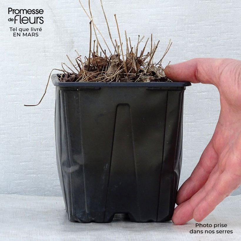 Exemplar von Epimedium grandiflorum Lilafee - Großblumige Elfenblume Topf mit 2L/3L wie im Frühjahr geliefert