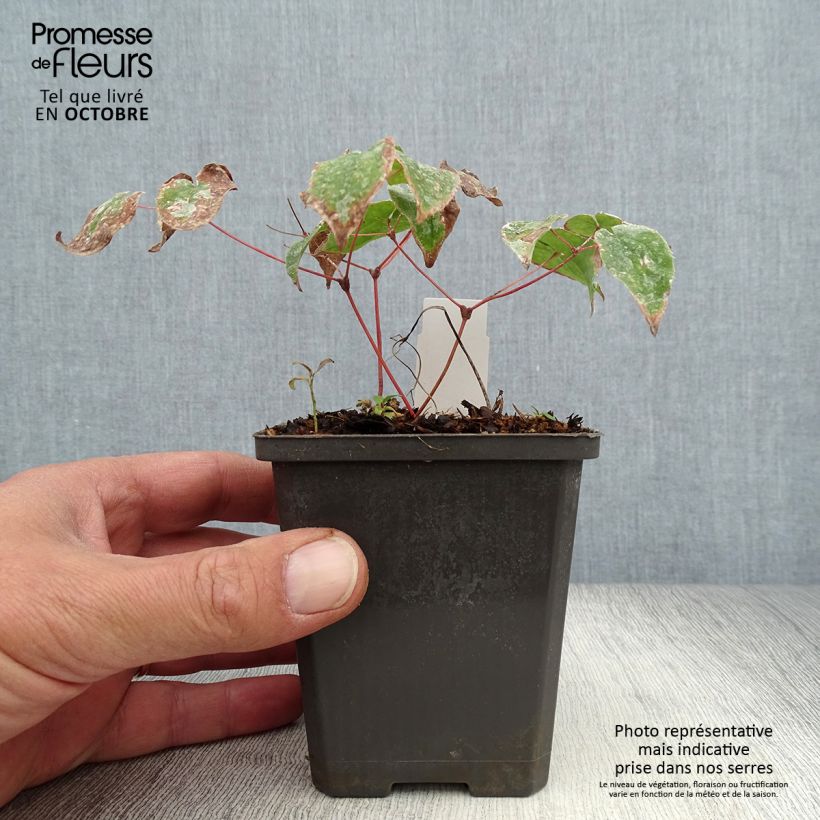 Example of Epimedium grandiflorum Purple Pixie - Großblumige Elfenblume Kleine Töpfe von 8/9 cm as you get in automne