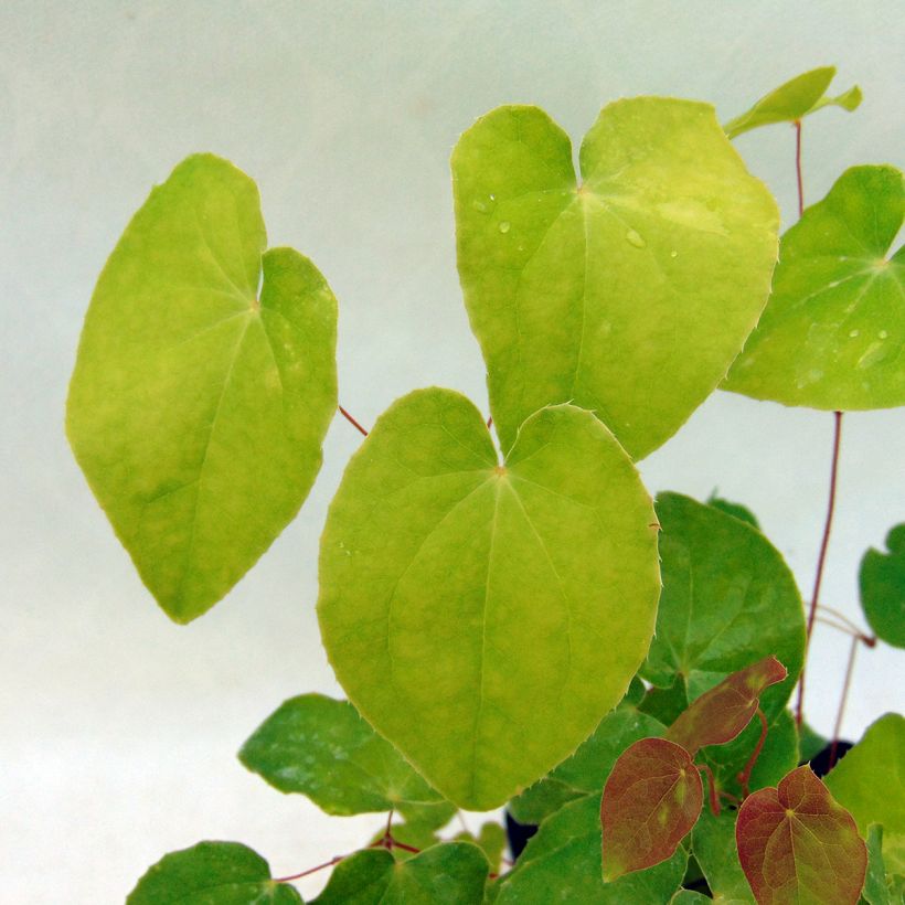Epimedium grandiflorum Red Beauty - Großblumige Elfenblume (Foliage)